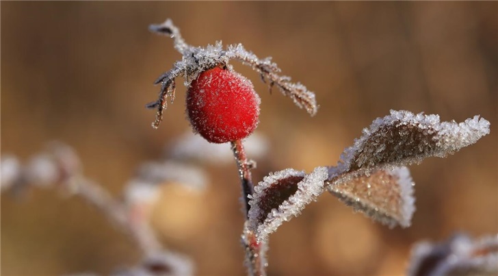 今日小寒：处三九日，大雪厚半尺