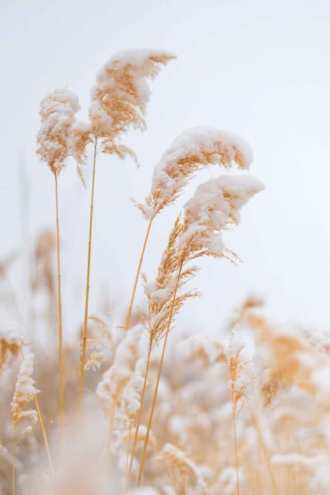 你见过冬天的胡杨林吗？实拍新疆的万亩胡杨林，雪天美成人间仙境