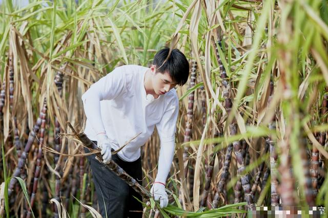 《向往的生活》终于请对了嘉宾，没有刻意煽情，反而最令人感动