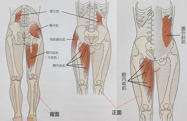 深蹲时塌腰练的是“假翘臀”，罪魁祸首是核心不稳，7个动作破解