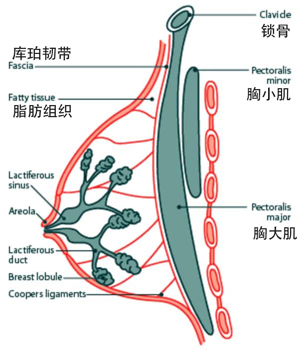 6个女性胸肌运动，避免胸越练越小，拥有篮球宝贝张寒希饱满胸型